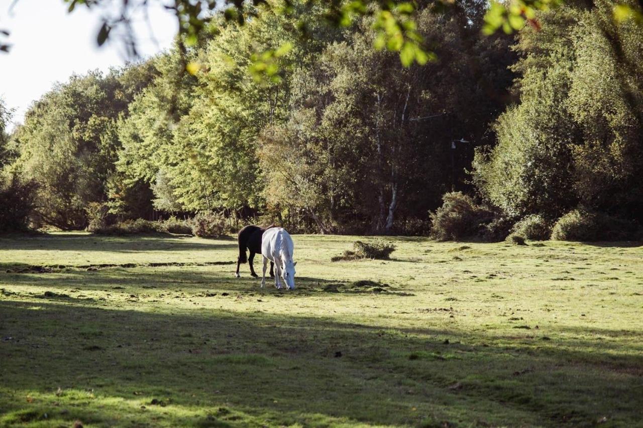 Surrey Lodge Brockenhurst Luaran gambar